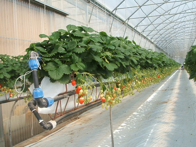 Chaudière basse température pour serres de fraises, culture hors-sol