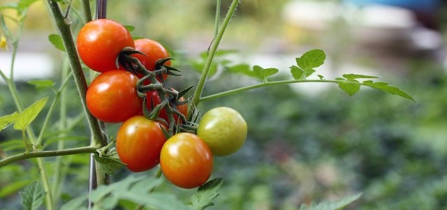 serre de tomates