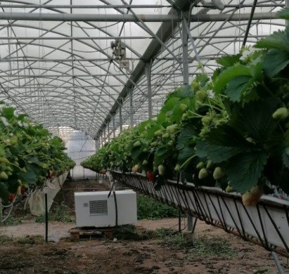 Le déshumidificateur thermodynamique : un allié pour lutter contre le champignon Botrytis sur vos fraises