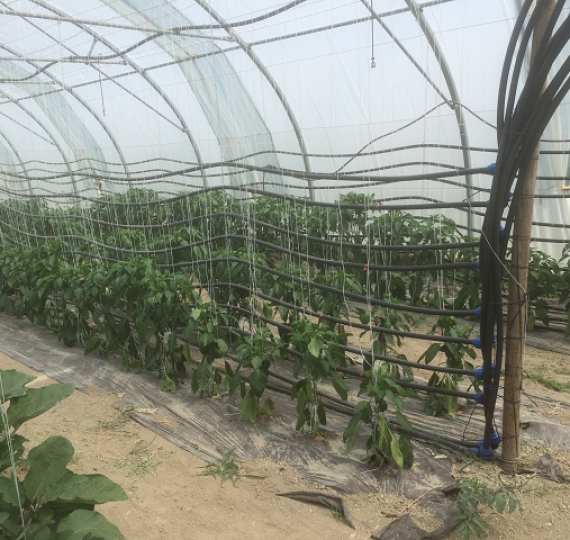 Chauffage de serres tunnels tomates, fraises, aubergines et concombres en basse température