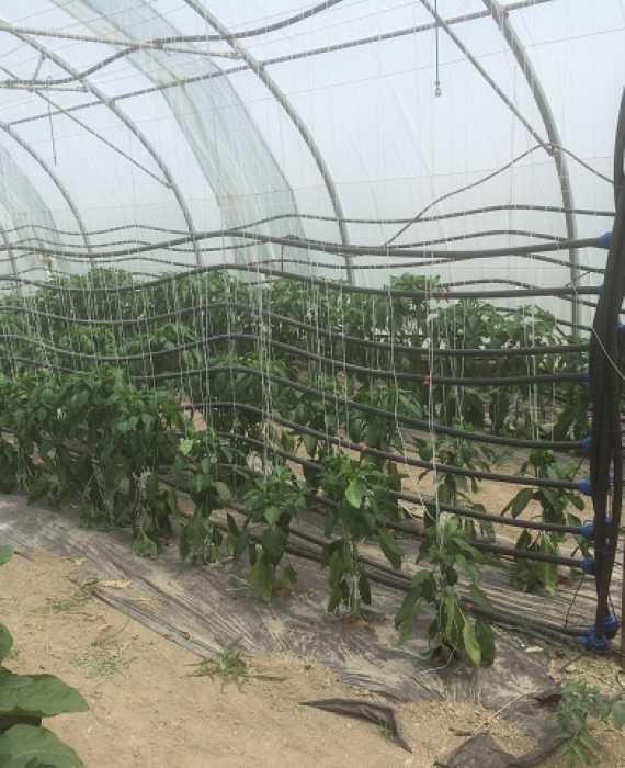 Chauffage de serres tunnels tomates, fraises, aubergines et concombres en basse température