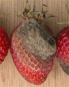 champignon botrytis fraise